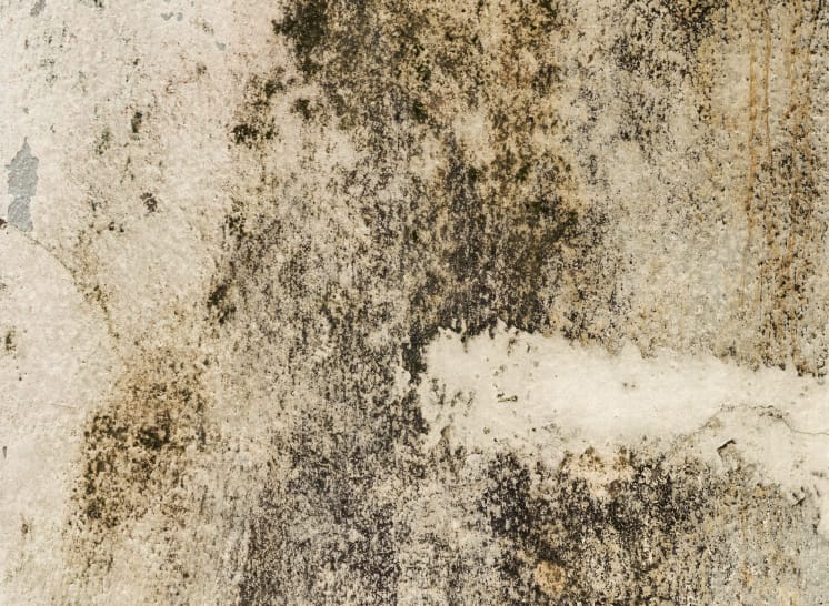 カビや藻の発生のイメージ画像